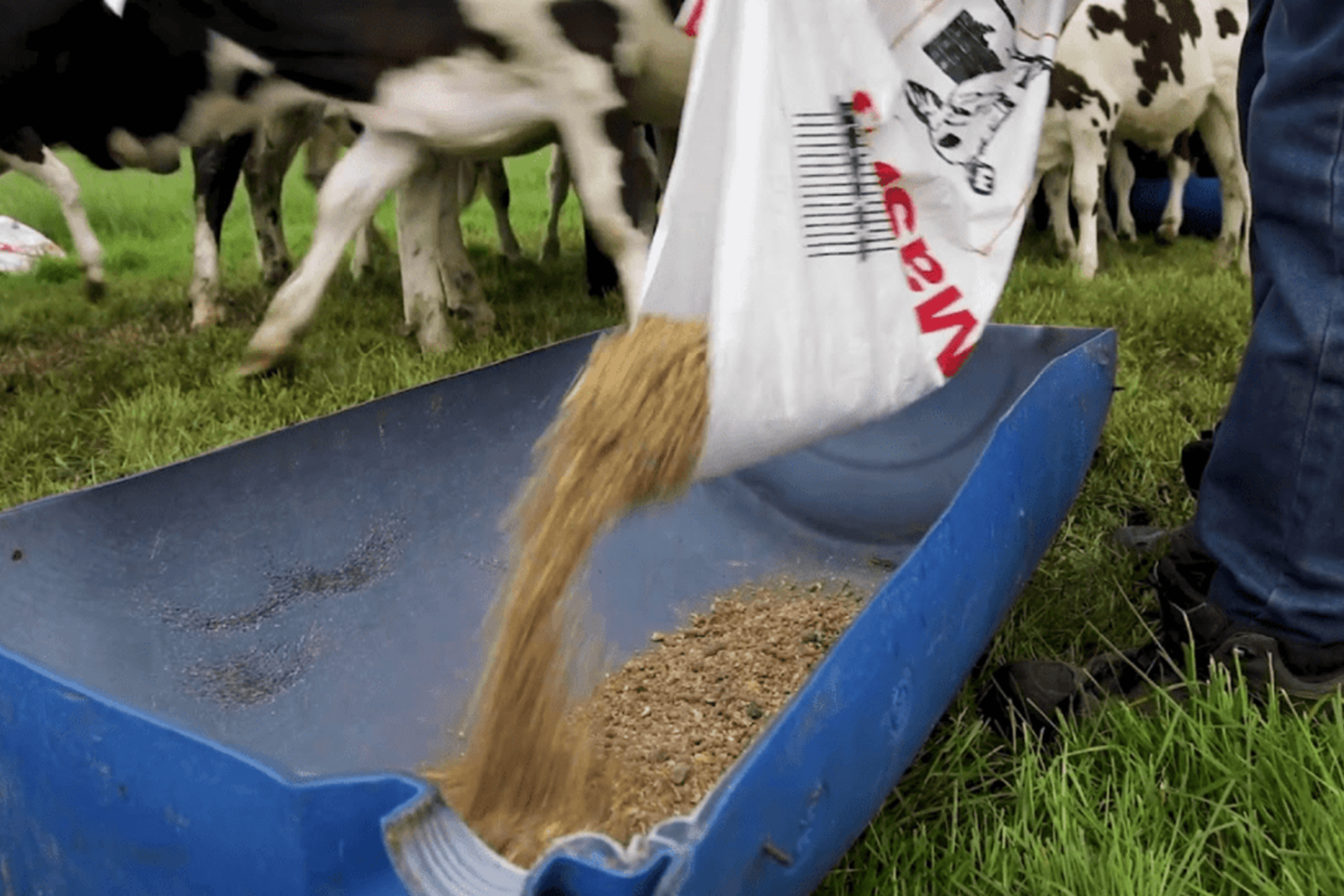 dairy meal (1)